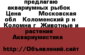 предлагаю аквариумных рыбок › Цена ­ 50 - Московская обл., Коломенский р-н, Коломна г. Животные и растения » Аквариумистика   